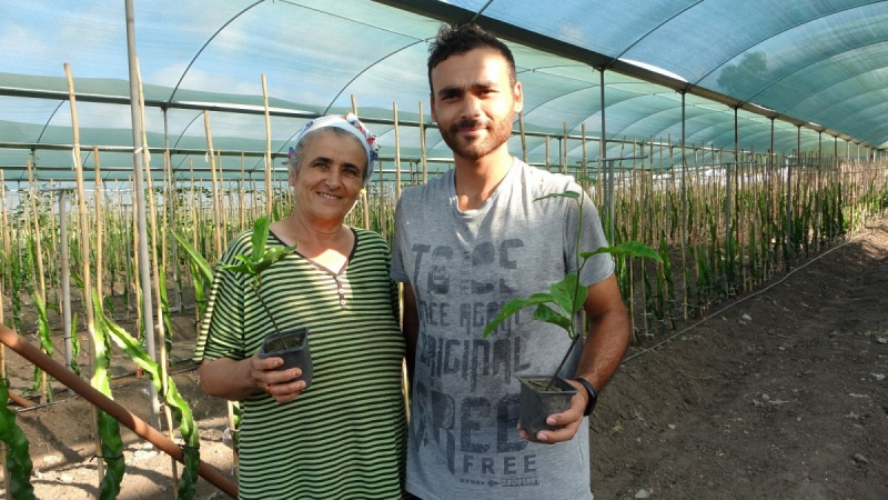 Hayvan yemi ekilen tarlayı, tropikal meyve serasına dönüştürdü